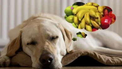 Can Dogs Eat Fruits Like Apples and Bananas?