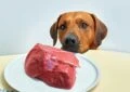 Can Dogs Eat Raw Food Safely?
