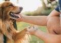 Can Dogs Help Reduce Stress in Humans?