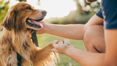 Can Dogs Help Reduce Stress in Humans?