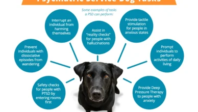 Can Dogs Help Reduce Stress in Humans?