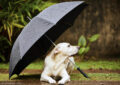Can Dogs Predict Weather Changes?