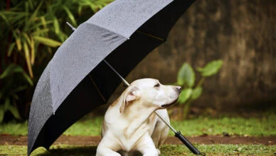 Can Dogs Predict Weather Changes