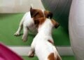 Can Dogs Recognize Their Reflection in a Mirror? 2 Can Dogs Recognize Their Reflection in a Mirror?
