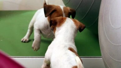 Can Dogs Recognize Their Reflection in a Mirror?