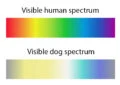 Can Dogs See in Color or Just in Black and White? 4 Can Dogs See in Color or Just in Black and White?