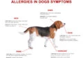 Can Dogs Suffer From Seasonal Allergies?