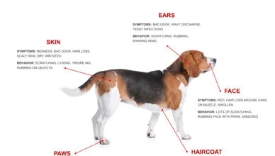 Can Dogs Suffer From Seasonal Allergies?