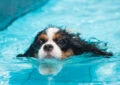 Can Dogs Swim Naturally or Do They Need Training? 2 Can Dogs Swim Naturally or Do They Need Training?