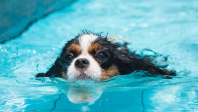 Can Dogs Swim Naturally or Do They Need Training