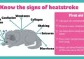 How to Keep Your Dog Cool in Summer 4 How to Keep Your Dog Cool in Summer