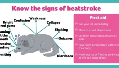 How to Keep Your Dog Cool in Summer