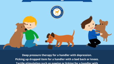 What Is the Role of Service Dogs
