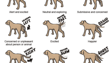 What Is the Significance of a Dog's Tail Wagging?