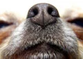 Why Do Dogs Have Wet Noses?