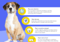 Why Do Dogs Whine and How to Respond 2 Why Do Dogs Whine and How to Respond