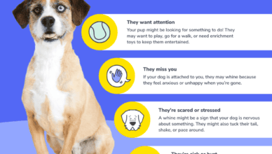 Why Do Dogs Whine and How to Respond