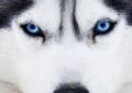 Why Do Some Dogs Have Blue Eyes? 4 Why Do Some Dogs Have Blue Eyes?
