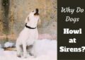 Why Do Some Dogs Howl at Sirens?