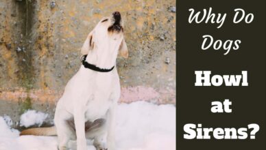 Why Do Some Dogs Howl at Sirens