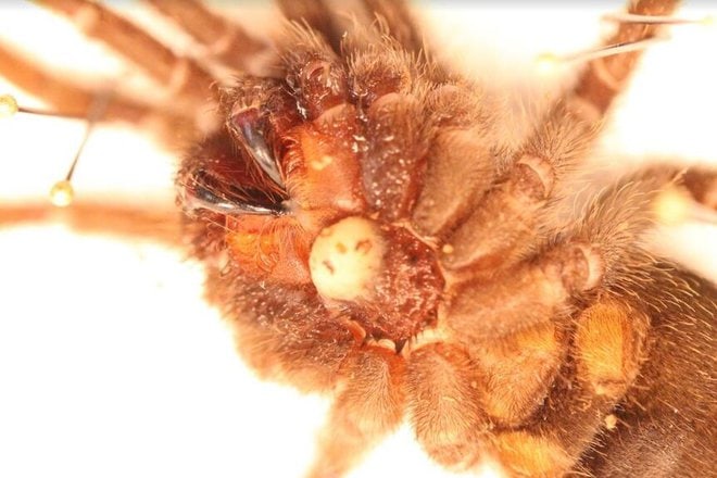 Combatting Bacterial Infections in Tarantulas