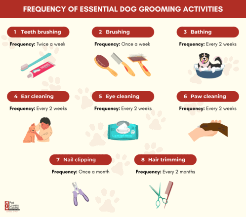 What Is the Process of Dog Grooming