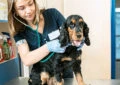 Why Is Regular Veterinary Check-Up Important for Dogs?